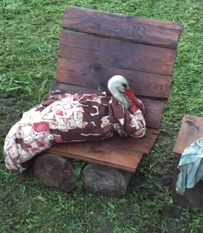 After Damaging His Wing, This Stork Will Never Fly Again, But He Enjoys A Wholesome Life With A Woman Who Rescued Him