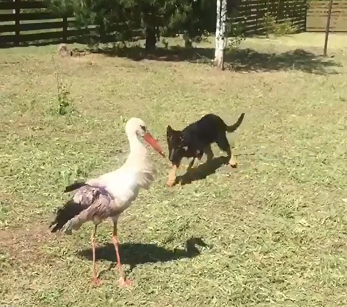 After Damaging His Wing, This Stork Will Never Fly Again, But He Enjoys A Wholesome Life With A Woman Who Rescued Him After Damaging His Wing, This Stork Will Never Fly Again, But He Enjoys A Wholesome Life With A Woman Who Rescued Him