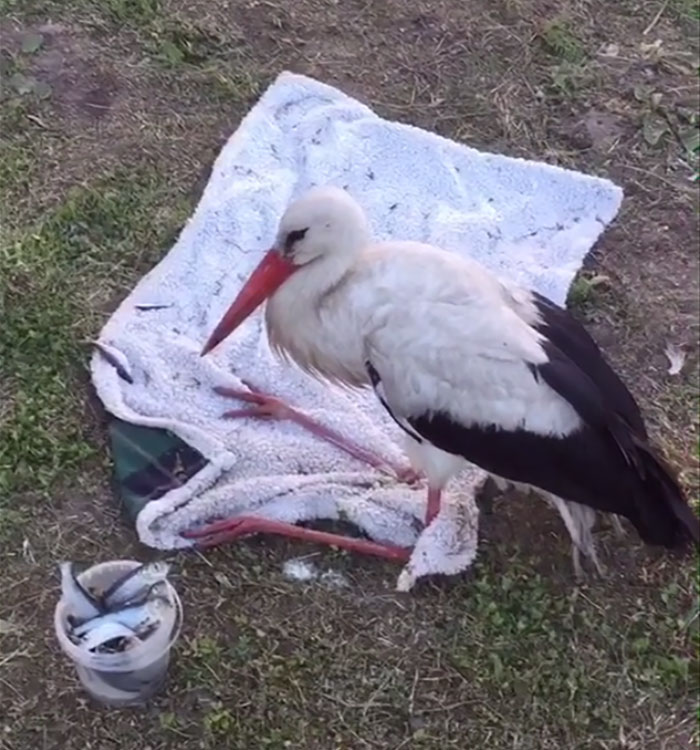 After Damaging His Wing, This Stork Will Never Fly Again, But He Enjoys A Wholesome Life With A Woman Who Rescued Him After Damaging His Wing, This Stork Will Never Fly Again, But He Enjoys A Wholesome Life With A Woman Who Rescued Him