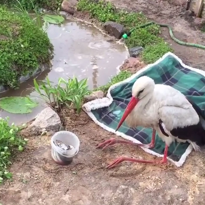 After Damaging His Wing, This Stork Will Never Fly Again, But He Enjoys A Wholesome Life With A Woman Who Rescued Him