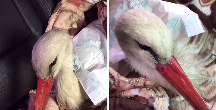 After Damaging His Wing, This Stork Will Never Fly Again, But He Enjoys A Wholesome Life With A Woman Who Rescued Him