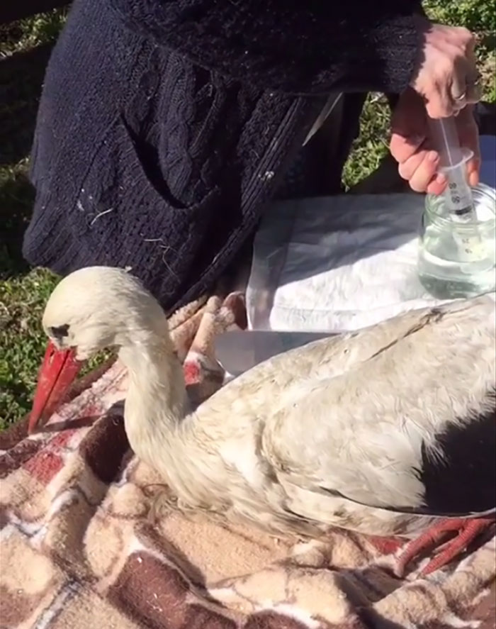 After Damaging His Wing, This Stork Will Never Fly Again, But He Enjoys A Wholesome Life With A Woman Who Rescued Him After Damaging His Wing, This Stork Will Never Fly Again, But He Enjoys A Wholesome Life With A Woman Who Rescued Him