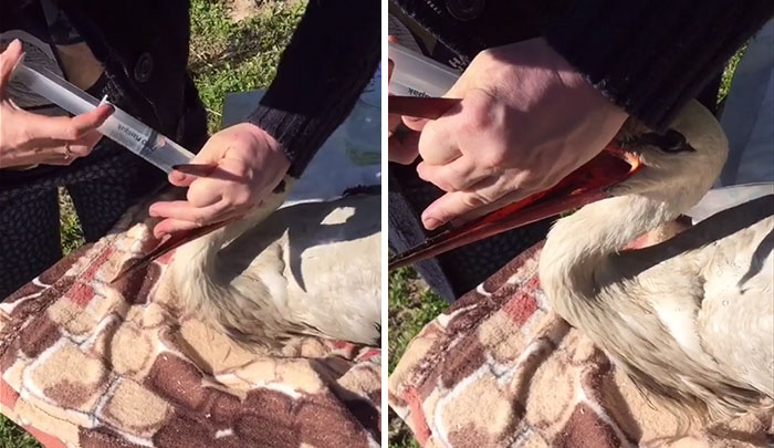 After Damaging His Wing, This Stork Will Never Fly Again, But He Enjoys A Wholesome Life With A Woman Who Rescued Him