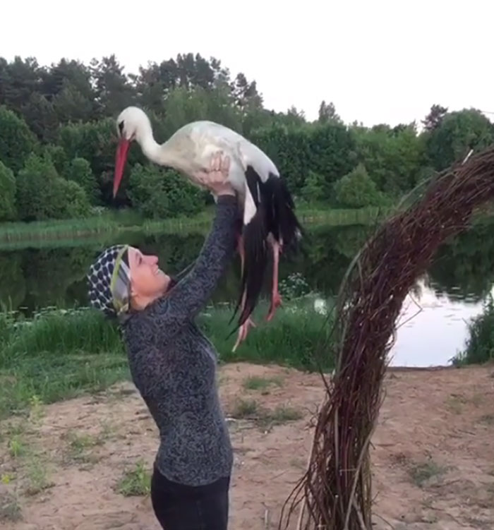After Damaging His Wing, This Stork Will Never Fly Again, But He Enjoys A Wholesome Life With A Woman Who Rescued Him After Damaging His Wing, This Stork Will Never Fly Again, But He Enjoys A Wholesome Life With A Woman Who Rescued Him