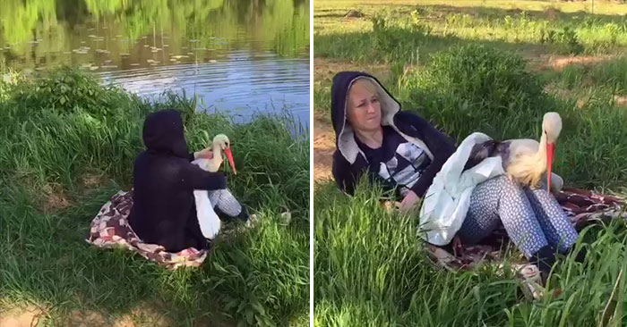 After Damaging His Wing, This Stork Will Never Fly Again, But He Enjoys A Wholesome Life With A Woman Who Rescued Him