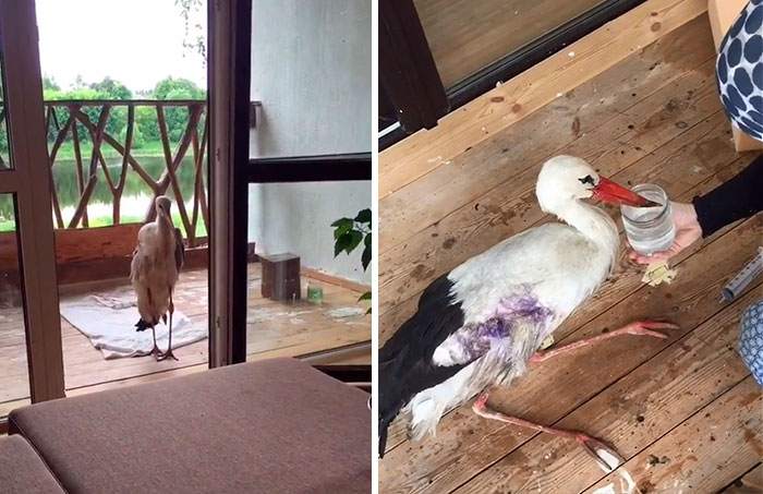 After Damaging His Wing, This Stork Will Never Fly Again, But He Enjoys A Wholesome Life With A Woman Who Rescued Him After Damaging His Wing, This Stork Will Never Fly Again, But He Enjoys A Wholesome Life With A Woman Who Rescued Him