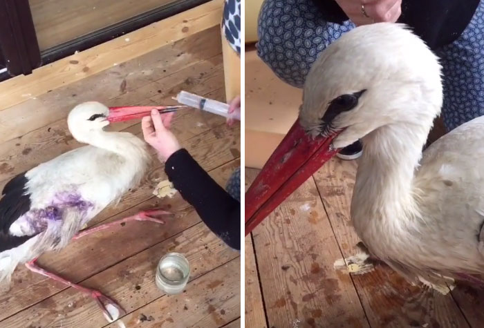 After Damaging His Wing, This Stork Will Never Fly Again, But He Enjoys A Wholesome Life With A Woman Who Rescued Him After Damaging His Wing, This Stork Will Never Fly Again, But He Enjoys A Wholesome Life With A Woman Who Rescued Him