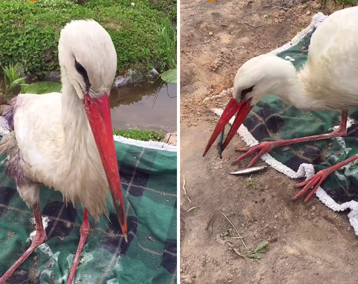 After Damaging His Wing, This Stork Will Never Fly Again, But He Enjoys A Wholesome Life With A Woman Who Rescued Him