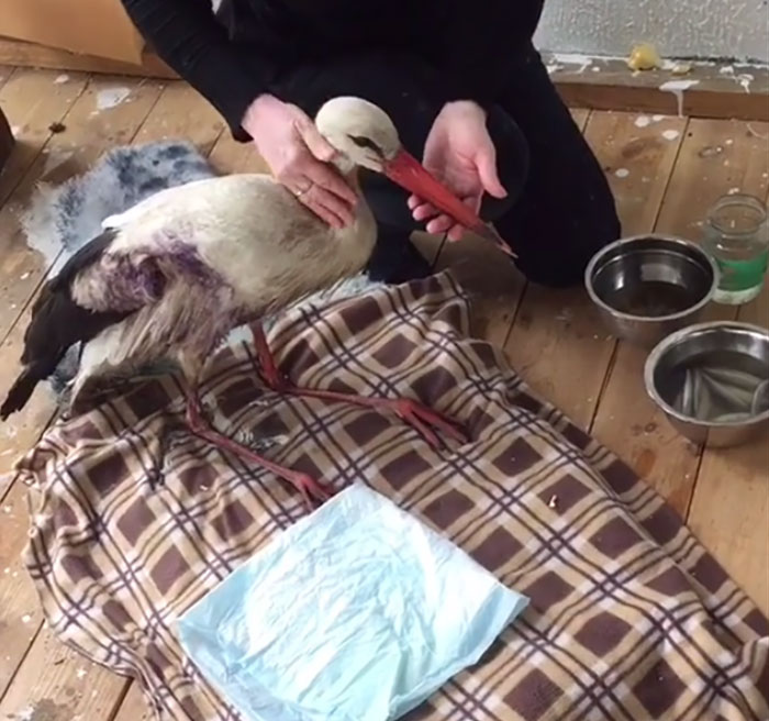 After Damaging His Wing, This Stork Will Never Fly Again, But He Enjoys A Wholesome Life With A Woman Who Rescued Him