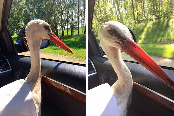 After Damaging His Wing, This Stork Will Never Fly Again, But He Enjoys A Wholesome Life With A Woman Who Rescued Him After Damaging His Wing, This Stork Will Never Fly Again, But He Enjoys A Wholesome Life With A Woman Who Rescued Him
