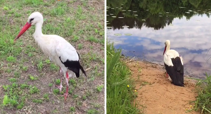 After Damaging His Wing, This Stork Will Never Fly Again, But He Enjoys A Wholesome Life With A Woman Who Rescued Him After Damaging His Wing, This Stork Will Never Fly Again, But He Enjoys A Wholesome Life With A Woman Who Rescued Him