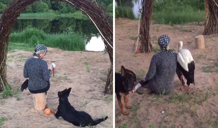 After Damaging His Wing, This Stork Will Never Fly Again, But He Enjoys A Wholesome Life With A Woman Who Rescued Him