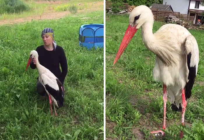 After Damaging His Wing, This Stork Will Never Fly Again, But He Enjoys A Wholesome Life With A Woman Who Rescued Him
