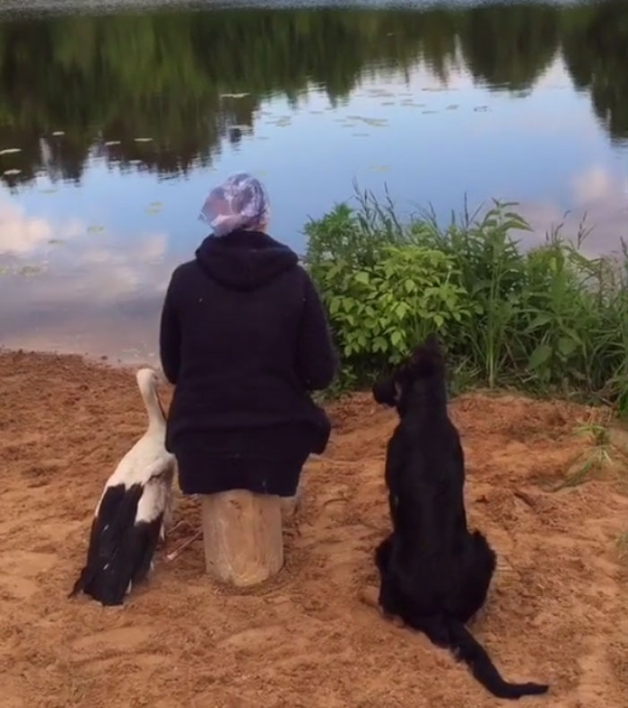 After Damaging His Wing, This Stork Will Never Fly Again, But He Enjoys A Wholesome Life With A Woman Who Rescued Him