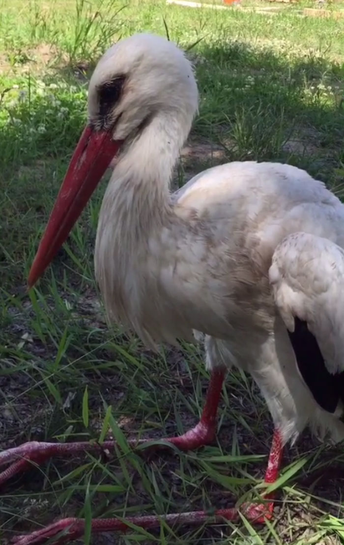 After Damaging His Wing, This Stork Will Never Fly Again, But He Enjoys A Wholesome Life With A Woman Who Rescued Him After Damaging His Wing, This Stork Will Never Fly Again, But He Enjoys A Wholesome Life With A Woman Who Rescued Him