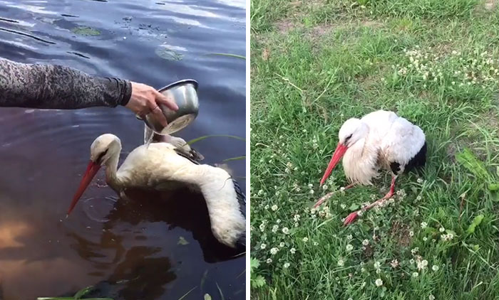After Damaging His Wing, This Stork Will Never Fly Again, But He Enjoys A Wholesome Life With A Woman Who Rescued Him After Damaging His Wing, This Stork Will Never Fly Again, But He Enjoys A Wholesome Life With A Woman Who Rescued Him