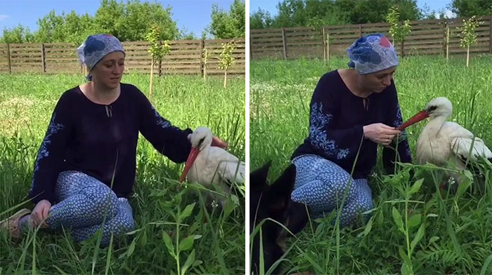 After Damaging His Wing, This Stork Will Never Fly Again, But He Enjoys A Wholesome Life With A Woman Who Rescued Him After Damaging His Wing, This Stork Will Never Fly Again, But He Enjoys A Wholesome Life With A Woman Who Rescued Him