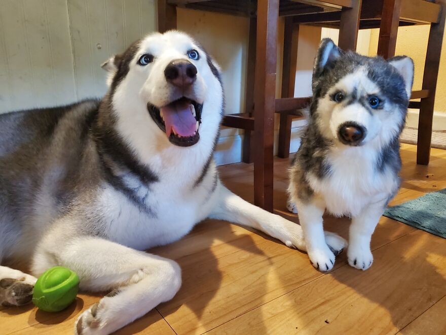 You Can Now Have A Plush Copy Of Your Pet