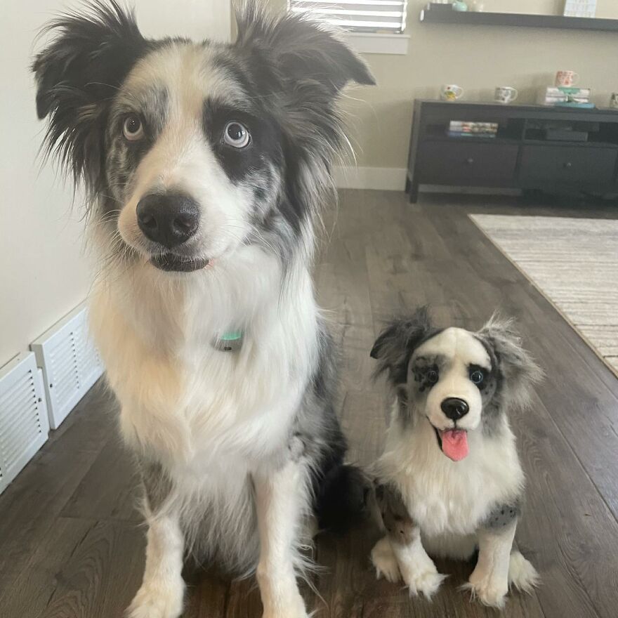 You Can Now Have A Plush Copy Of Your Pet