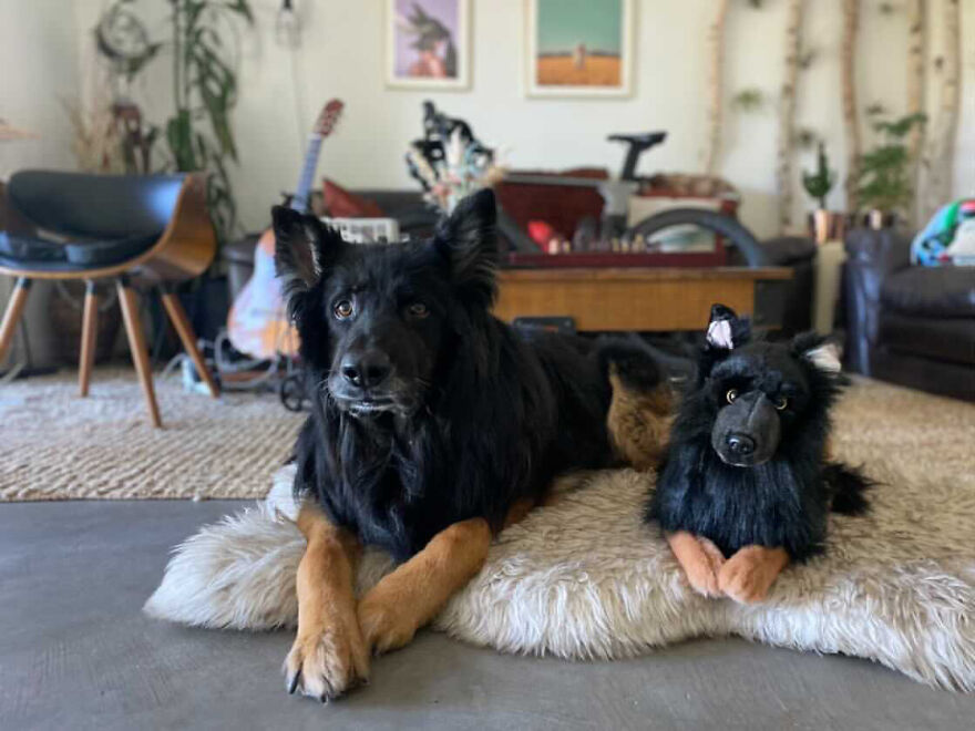 You Can Now Have A Plush Copy Of Your Pet