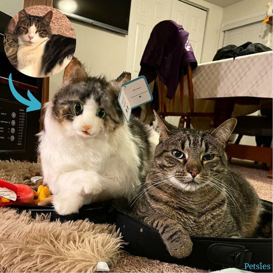 You Can Now Have A Plush Copy Of Your Pet