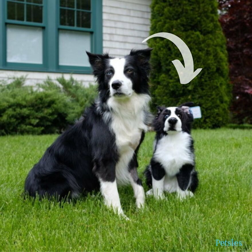 You Can Now Have A Plush Copy Of Your Pet