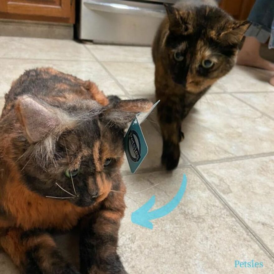 You Can Now Have A Plush Copy Of Your Pet