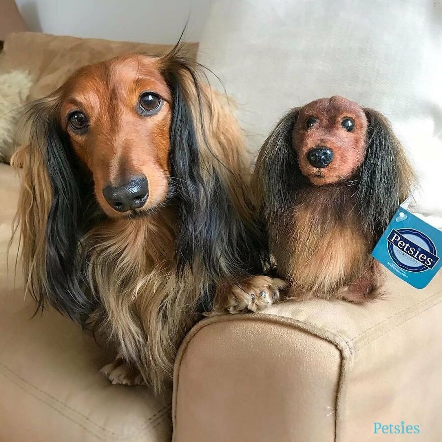 You Can Now Have A Plush Copy Of Your Pet