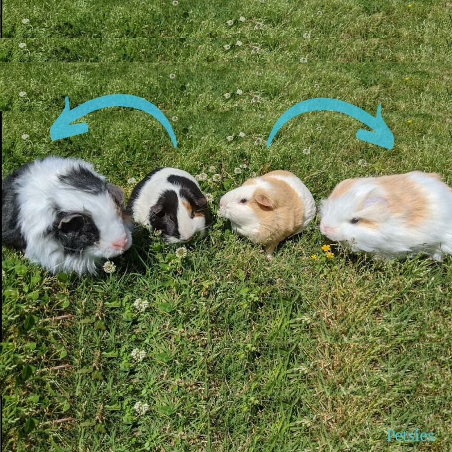 You Can Now Have A Plush Copy Of Your Pet