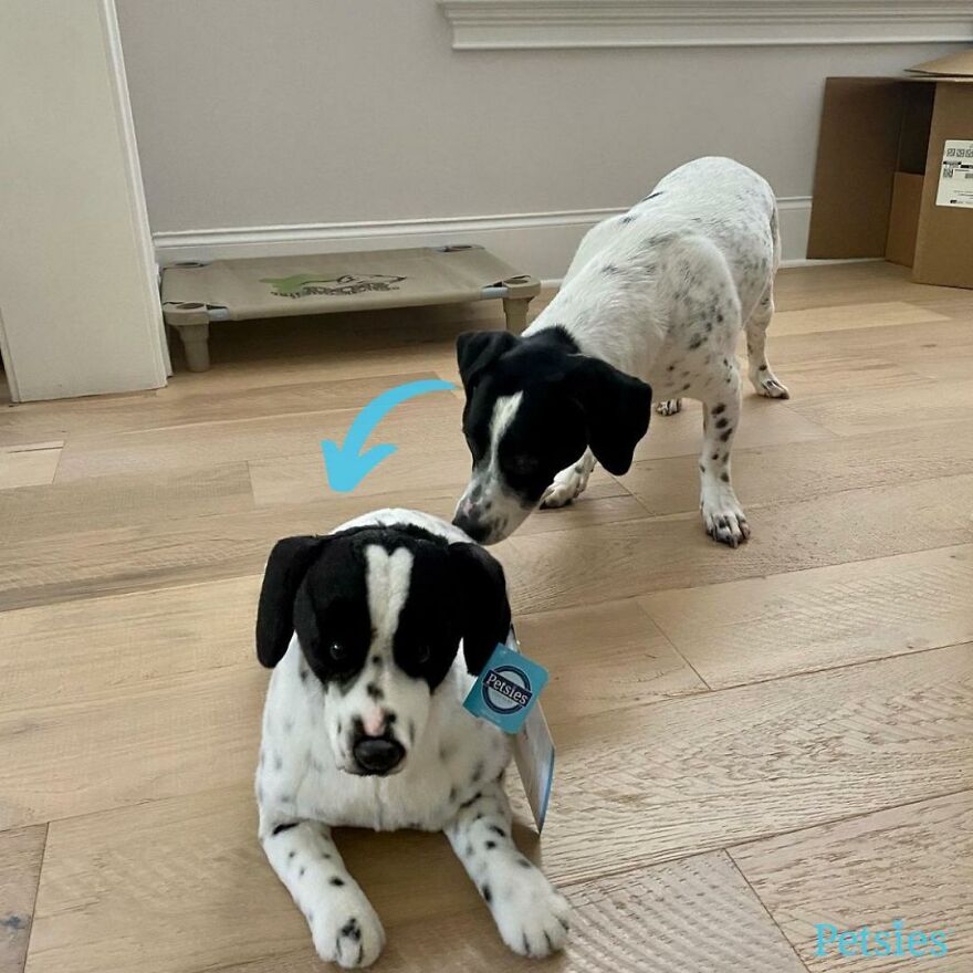 You Can Now Have A Plush Copy Of Your Pet