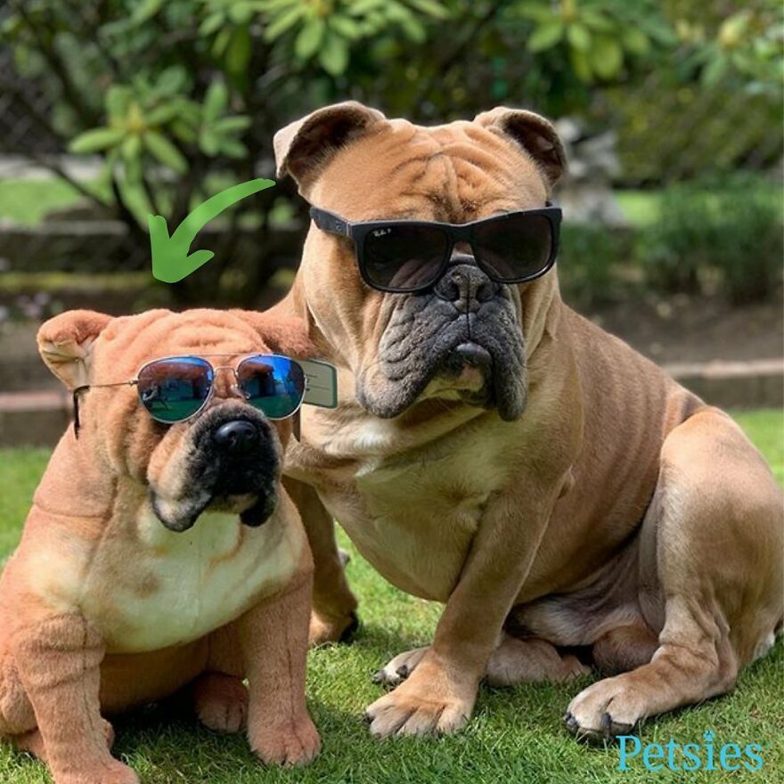 You Can Now Have A Plush Copy Of Your Pet