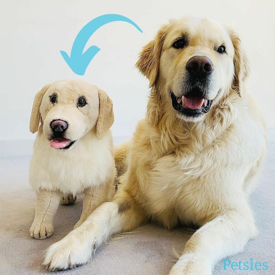 You Can Now Have A Plush Copy Of Your Pet