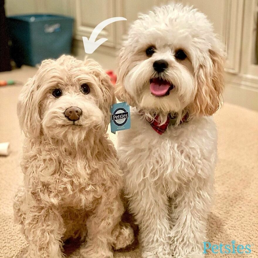 You Can Now Have A Plush Copy Of Your Pet