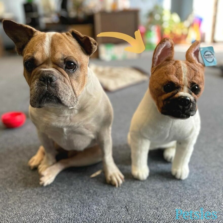 You Can Now Have A Plush Copy Of Your Pet