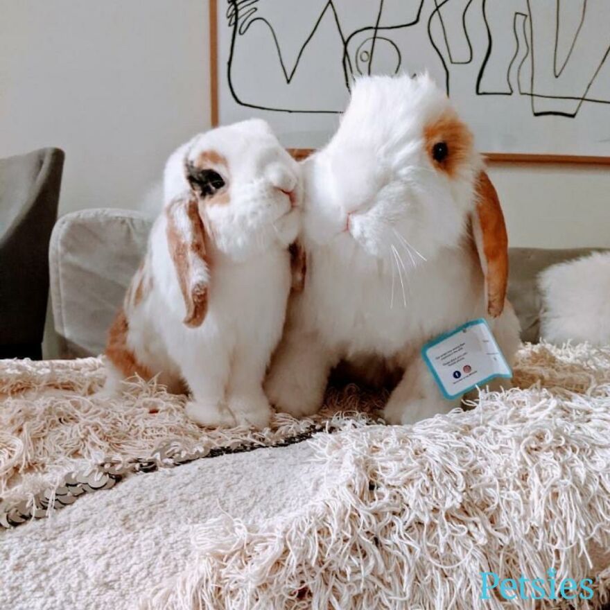 You Can Now Have A Plush Copy Of Your Pet