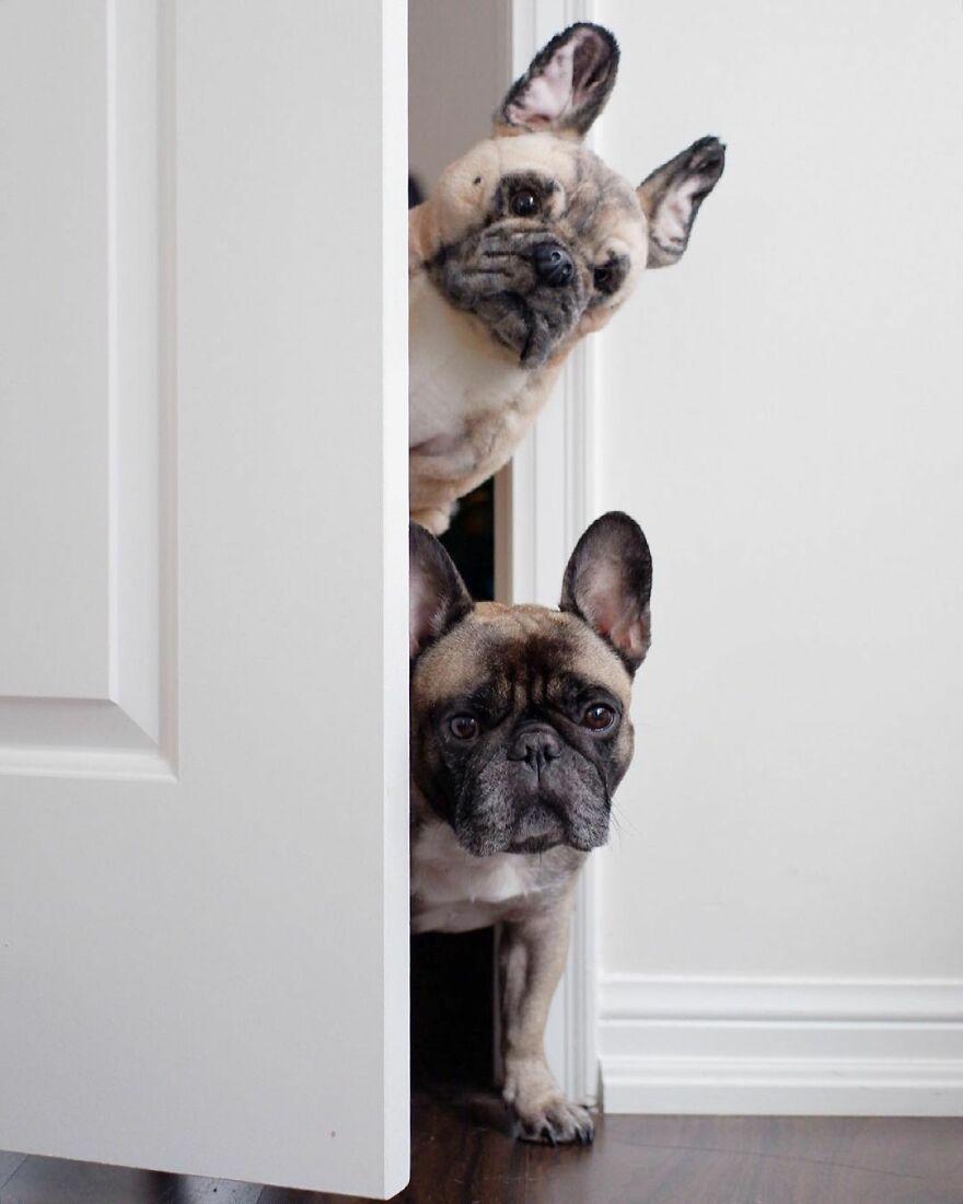 You Can Now Have A Plush Copy Of Your Pet