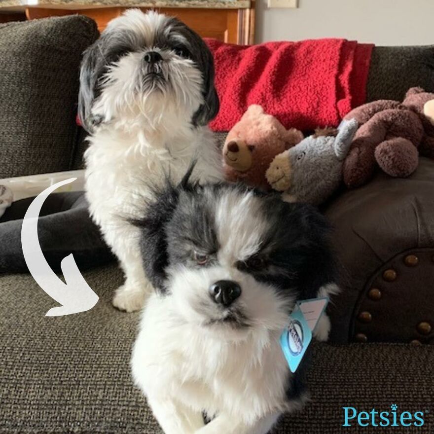 You Can Now Have A Plush Copy Of Your Pet