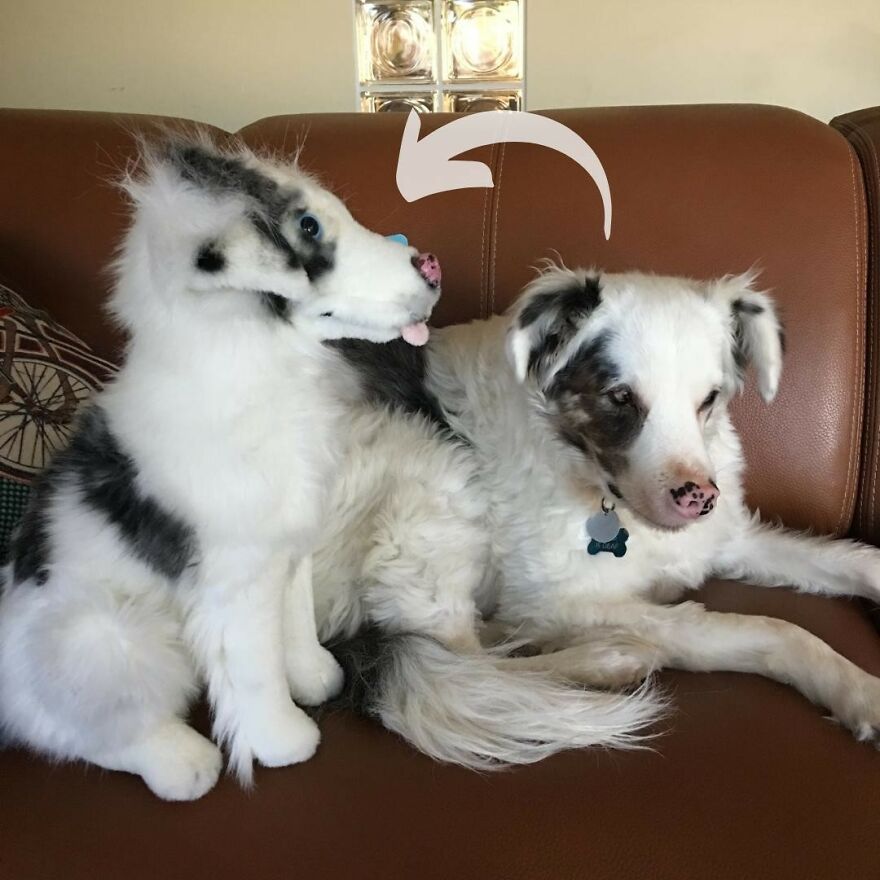 You Can Now Have A Plush Copy Of Your Pet