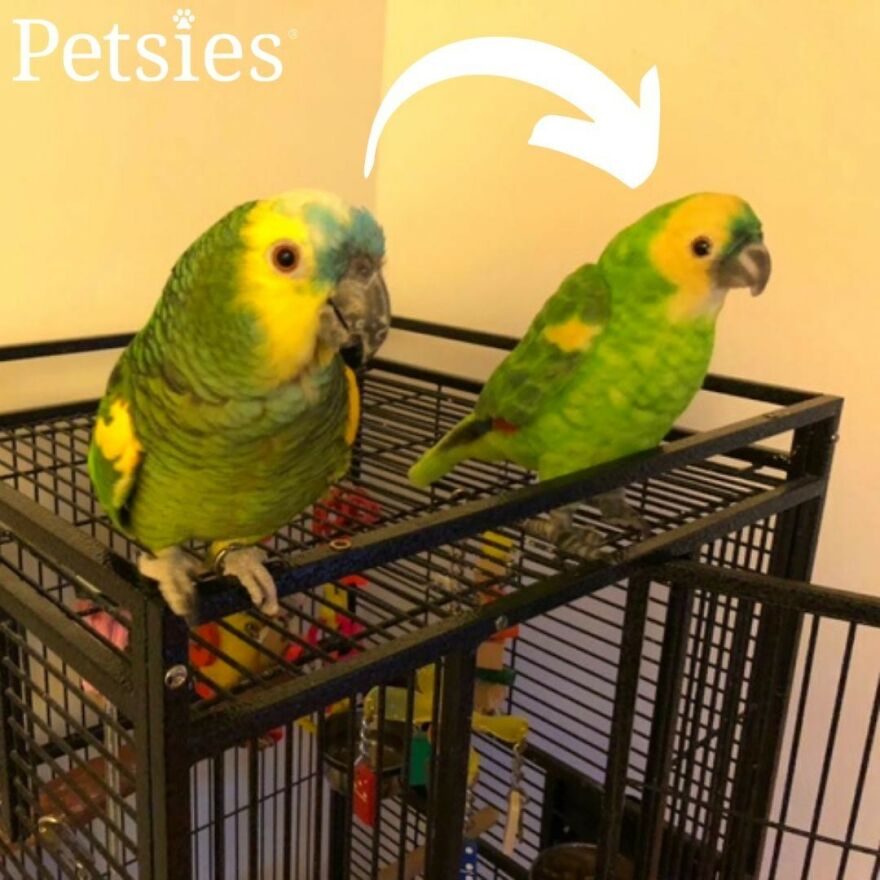 You Can Now Have A Plush Copy Of Your Pet