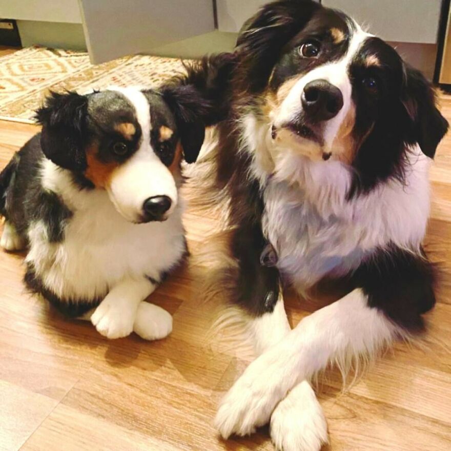 You Can Now Have A Plush Copy Of Your Pet