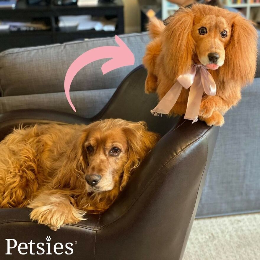 You Can Now Have A Plush Copy Of Your Pet