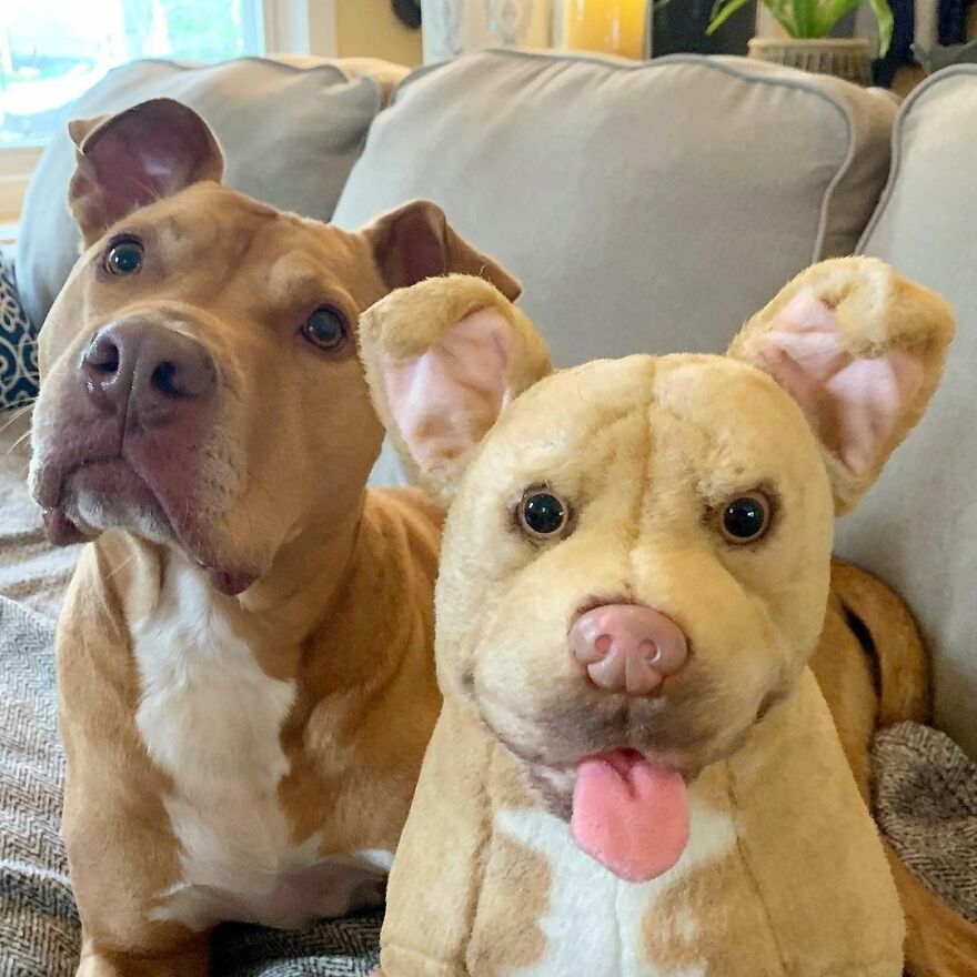 You Can Now Have A Plush Copy Of Your Pet