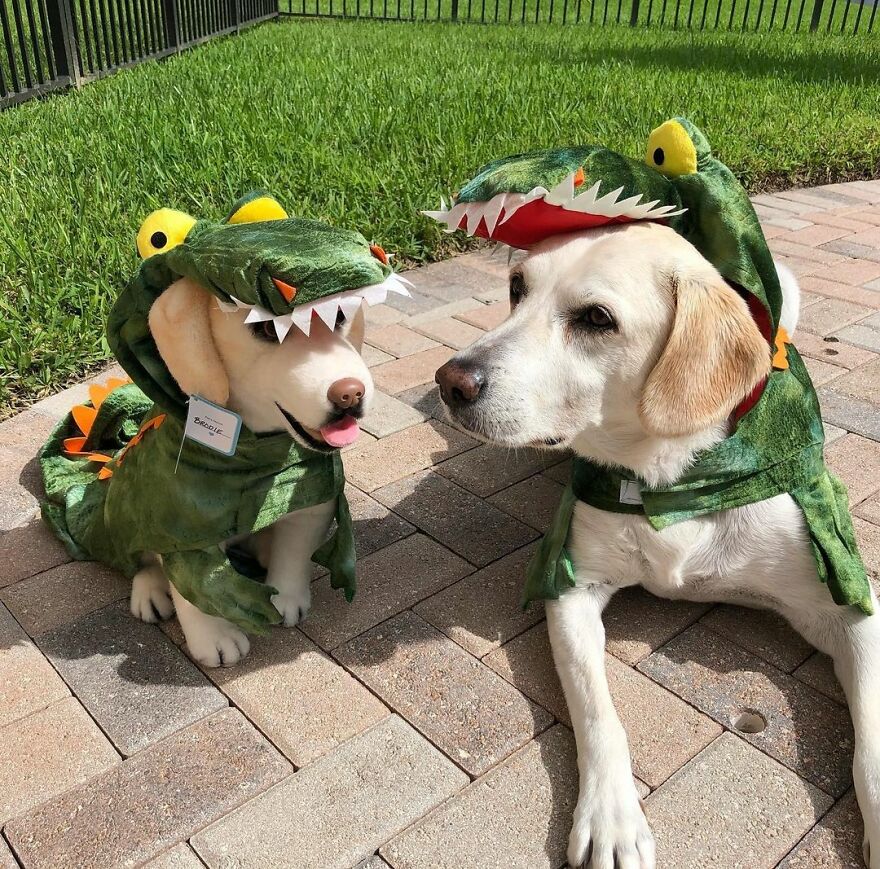 You Can Now Have A Plush Copy Of Your Pet