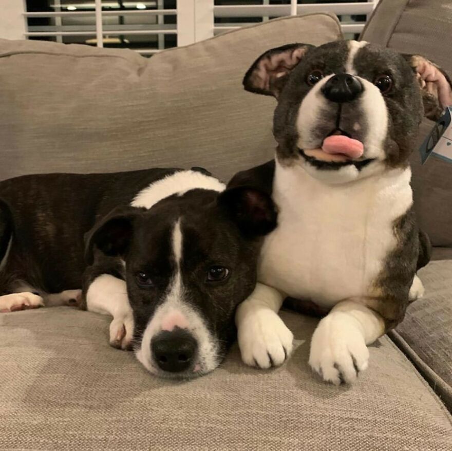 You Can Now Have A Plush Copy Of Your Pet