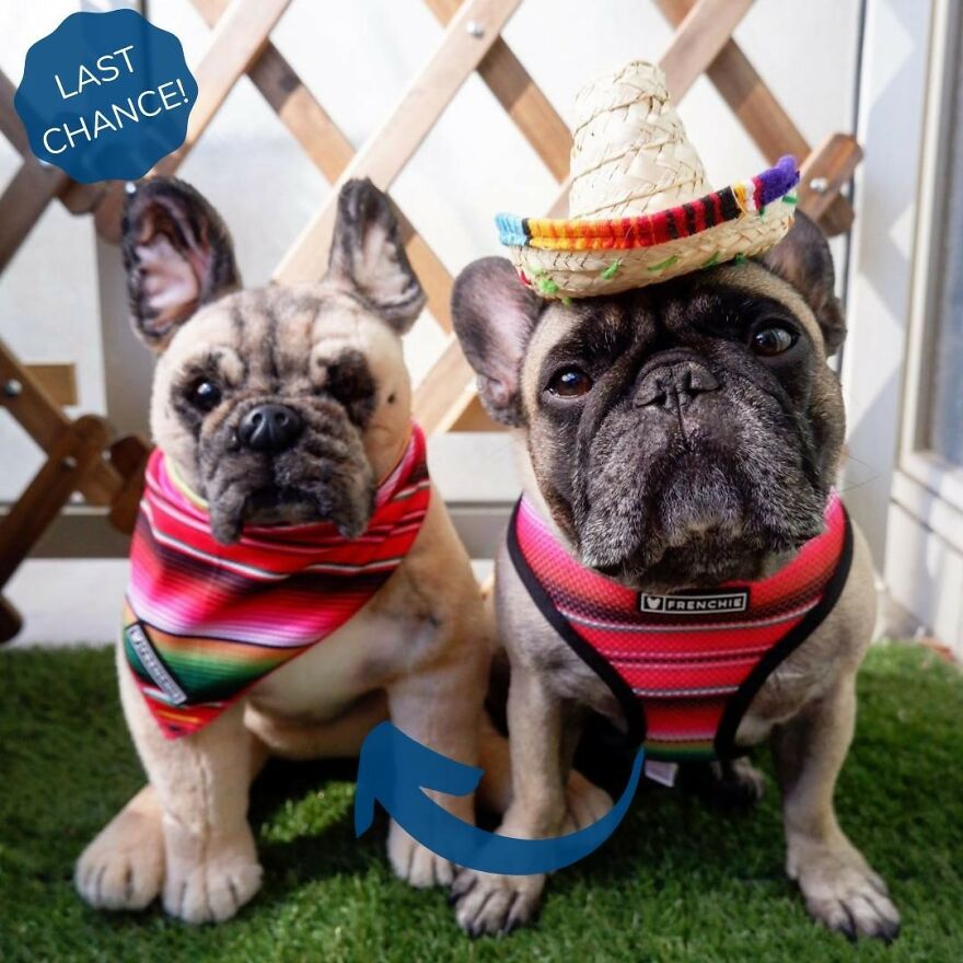 You Can Now Have A Plush Copy Of Your Pet