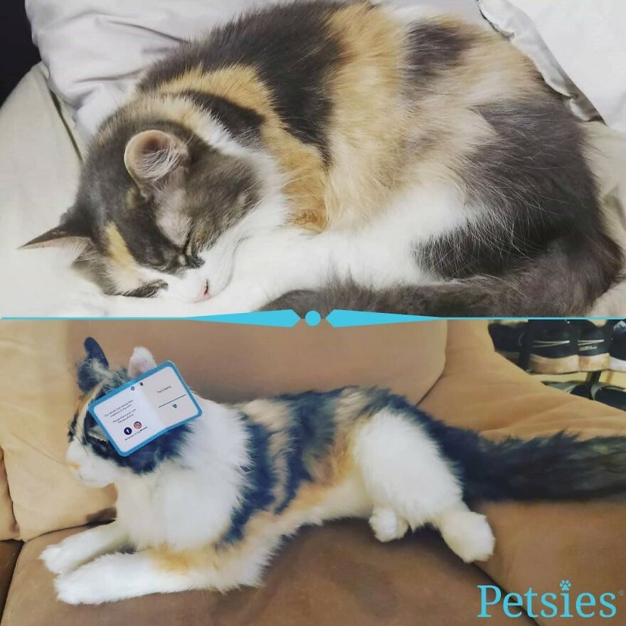 You Can Now Have A Plush Copy Of Your Pet