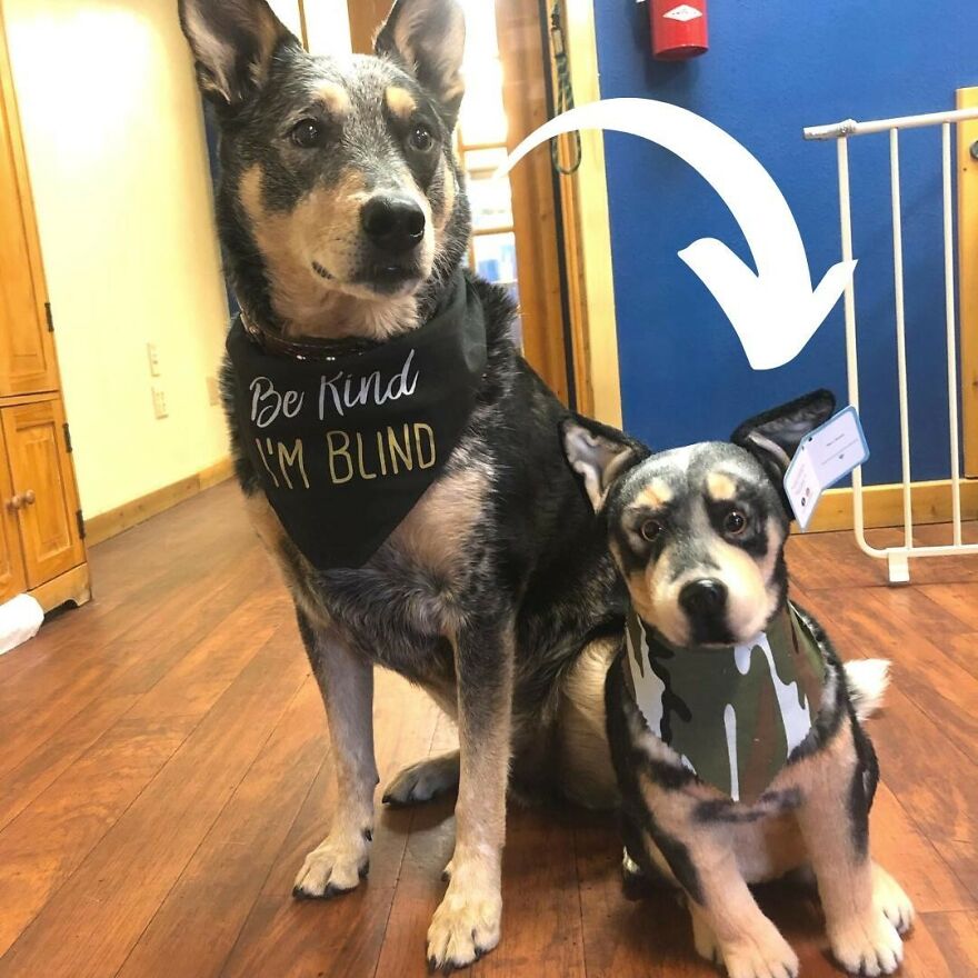 You Can Now Have A Plush Copy Of Your Pet