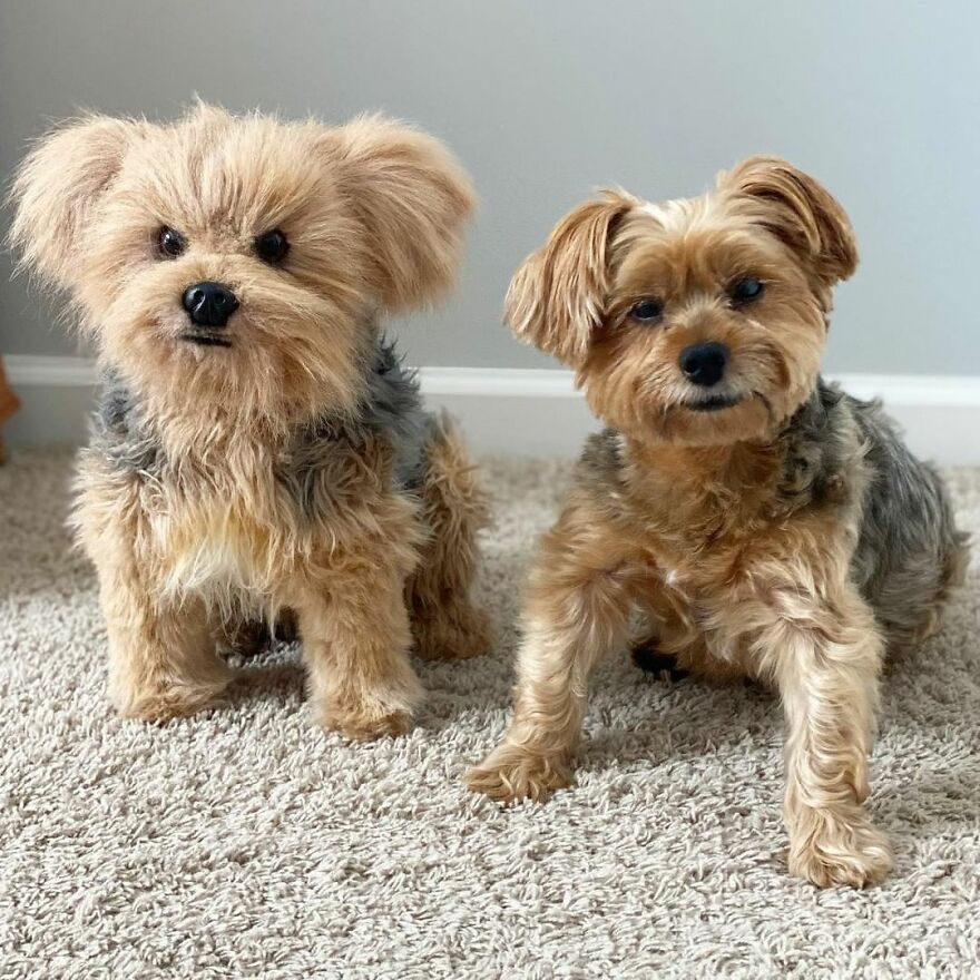 You Can Now Have A Plush Copy Of Your Pet