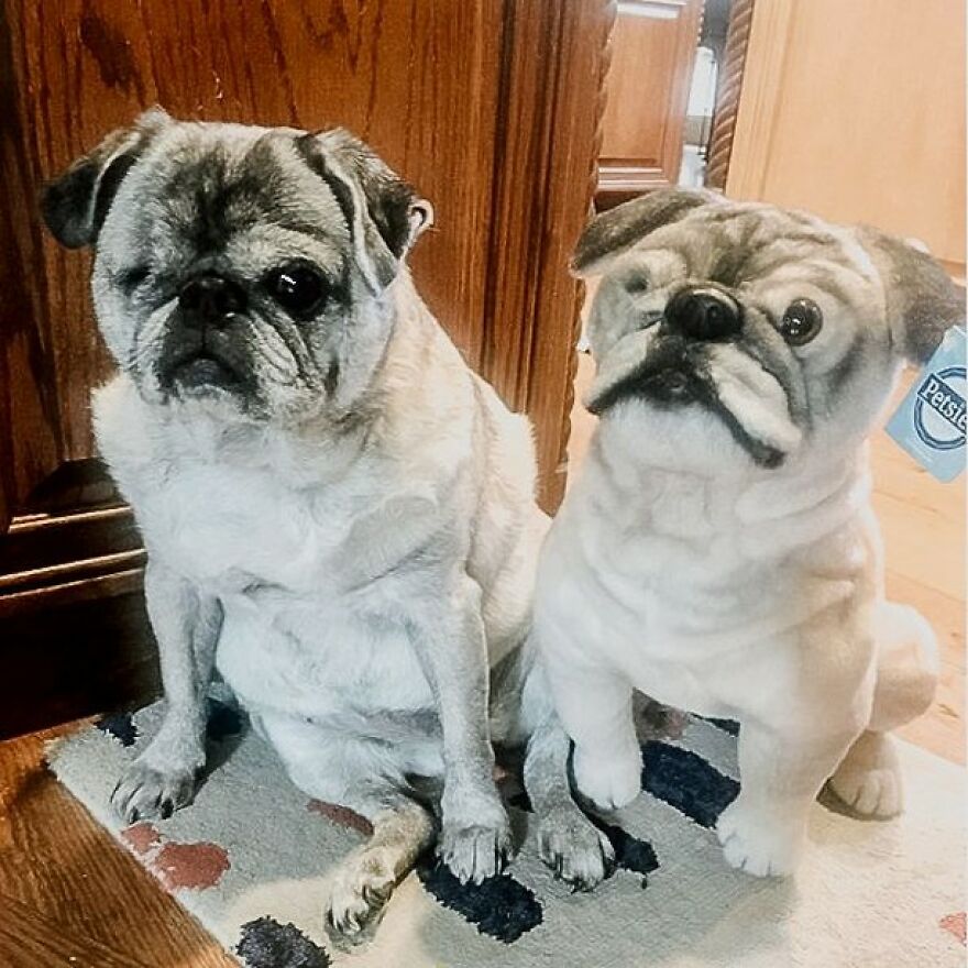 You Can Now Have A Plush Copy Of Your Pet