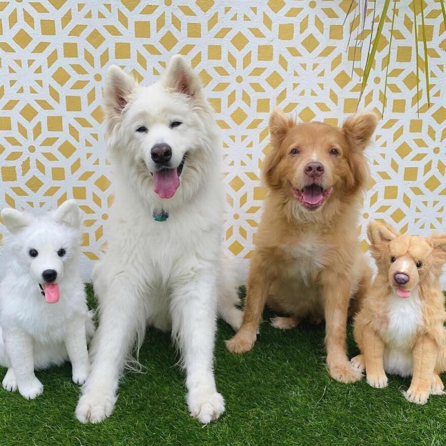 You Can Now Have A Plush Copy Of Your Pet